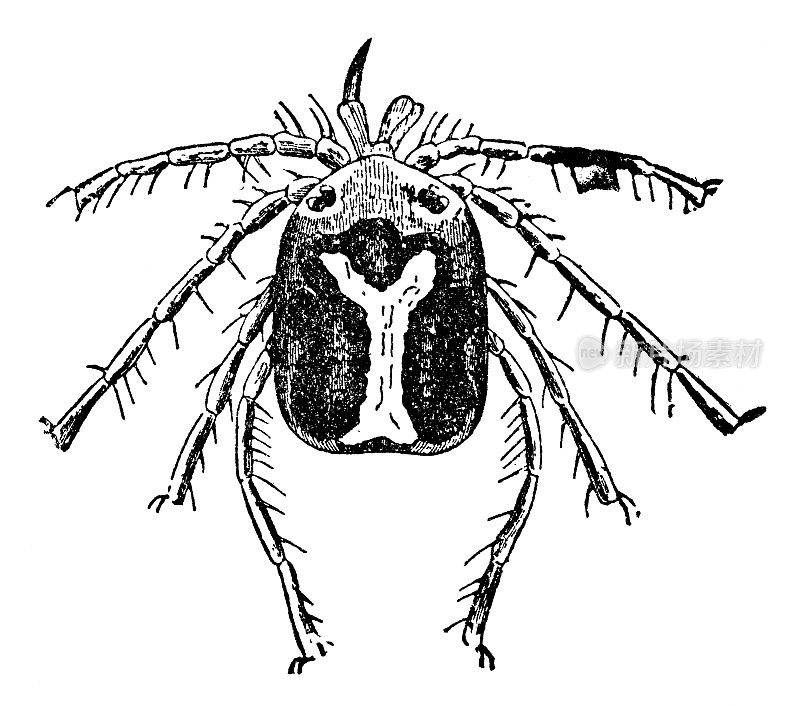 Upsilon水螨(Unionicola Ypsilophora) - 19世纪